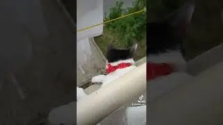 Кошка Лира 🥰 