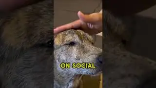 What This Girl Did Made This Dog Cry! 😭😢