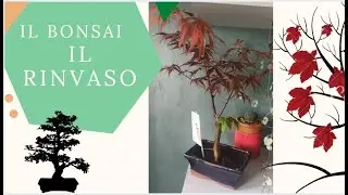 Bonsai come e quando travasarlo