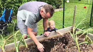 June Garlic Picking in East Tennessee
