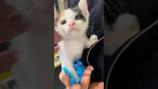 Cute baby cat #shorts #cutecat #cat #catlover #shortvideo