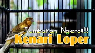 kenari loper gacor
