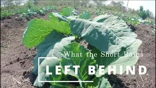 The Impact of the Short Rains: A Farm Transformed