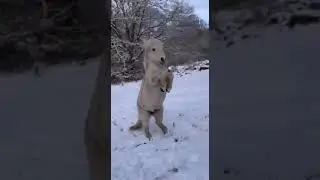 А пони тоже кони - умничка, красотулька