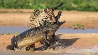 ЛУЧШИЙ ОХОТНИК НА КРОКОДИЛОВ
