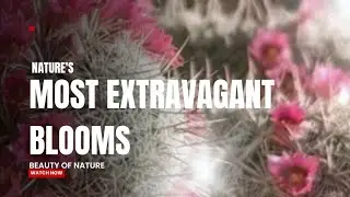 Cactus Flowers: Nature's Most Extravagant Blooms