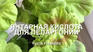 #37 9 СУПЕР-СВОЙСТВ ЯНТАРНОЙ КИСЛОТЫ ДЛЯ ПЕЛАРГОНИИ