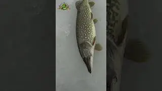 ТРОФЕЙНАЯ ЩУКА🦈👀