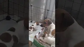 Щенок-приставучка:)