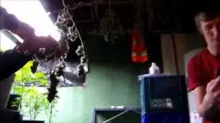 Time lapse Harvesting Pineapple Express Medical Marijuana