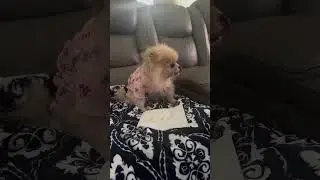 Baby Monkey Gets Yummy