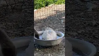 Лето-маленькая жизнь 🌴#2024 #animals #video #photography #instagram #best #sea #birds #cute #love
