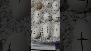 first snake to pip this year Calico Eastern Black Rat Snake.  #eggs #reptile
