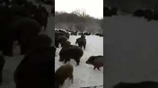 Кабаны на подкормке