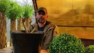 Саженцы сортовой ивы МАЙ 2021/Exotic Tree