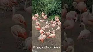 Ecoparque. Buenos Aires 