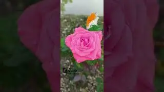 flower 📸🌸 editing🔥