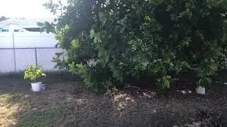 Huge Opossum Drinking Water in Our Backyard