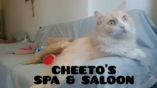 My Billa had his haircut । Pet Care । RonYoutuber
