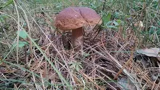 За грибами - в Мещеру !!!