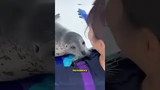 Why Are Seals So Trusting of Humans 