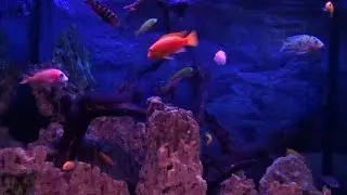 Underwater world Relax beautiful video and music