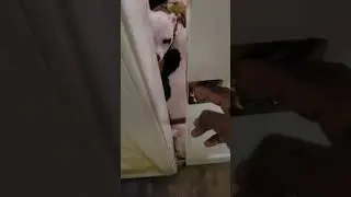 THE DOGS 3