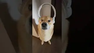 Собака слушает Я РУССКИЙ 🤯 