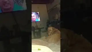 Viendo mi #perrito un programa