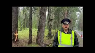 ДТП в Барышском