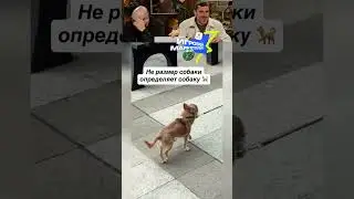 ЗАСМЕЯЛСЯ-ПОДПИСАЛСЯ! Ч.216😂РЖУ ПОЛ ДНЯ!