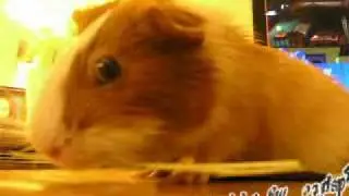 PIPSQUEAK AGAIN!