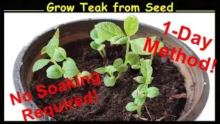 Grow Teak Tree from Seed - No soaking! One day method! (Grow Sagwan Seeds)