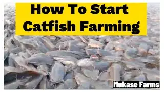 How To Start Catfish Farming/ A Lucrative Business And Rewarding Venture!!!