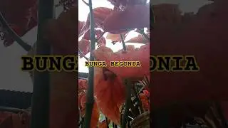 bunga begonia tumbuh subur#anekabunga