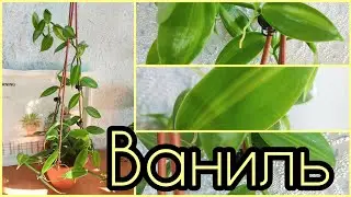 #ОРХИДЕЯ