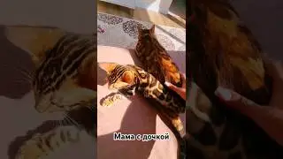 настоящее золото бенгалов 