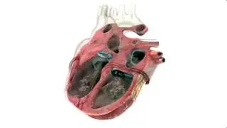 Comment fonctionne le coeur ?