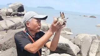 退潮后海边深洞漏出来，泰叔带着长工具慢慢勾，运气好总能碰到的