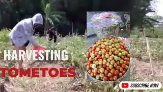 HARVESTING #TOMETOES