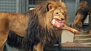 LION eats a big beef bone | Lion makes a short roar | Leo washes himself like a kitten
