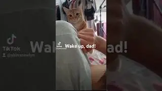 So Cute! a wake up call kitty