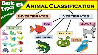 Learn Basic Types Of Animals And Their Characteristics