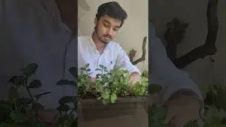 3 tire 🛞 herb vertical garden setup 