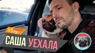 Саша уехала. Стриптиз на прощание. Чубака плачет * Chubaka Vlog!