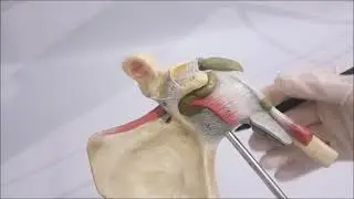 Articulatio humeri (Omuz eklemi ) etrafında olan bursae anatomisi