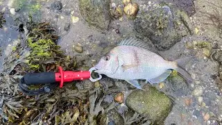 PESCANDO PORGY POR PRIMERA VES ES TAN BUENO COMO DICEN?