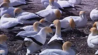 для всех влюбленных на земле