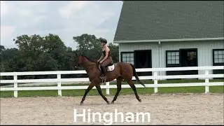 HINGHAM (First Ride W/T) - Adoptable Thoroughbred Gelding - New Vocations