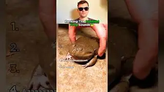 Top 5 Frog Sounds That Broke Us!